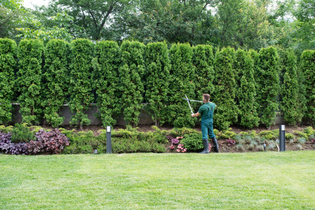 Reliable Glenmoor, OH Tree Removal and Landscaping Services Solutions